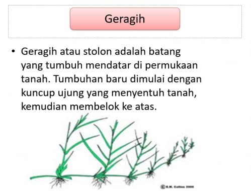 Detail Gambar Tumbuhan Yang Berkembangbiak Dengan Geragih Nomer 41