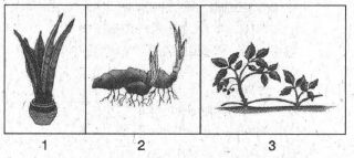 Detail Gambar Tumbuhan Yang Berkembangbiak Dengan Geragih Nomer 49