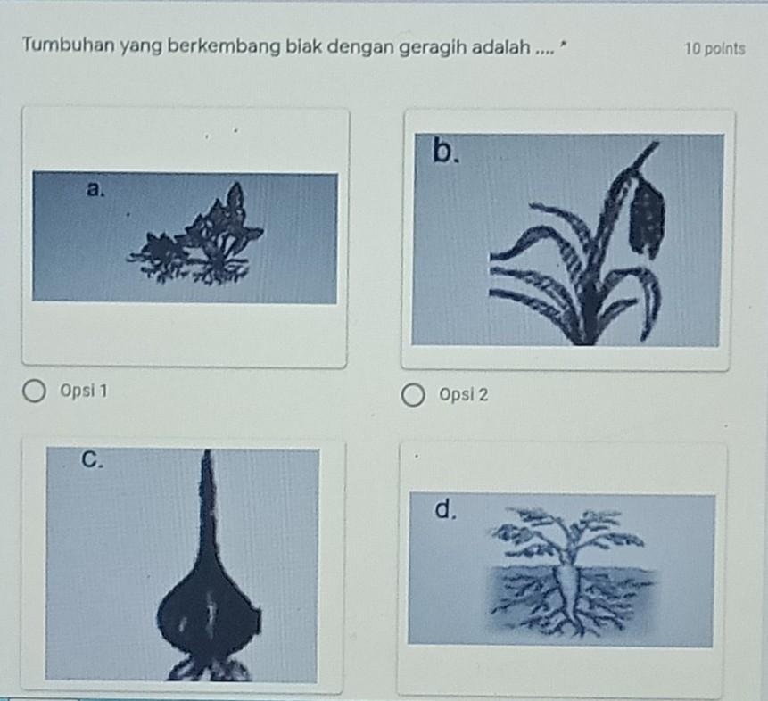 Detail Gambar Tumbuhan Yang Berkembangbiak Dengan Geragih Nomer 10