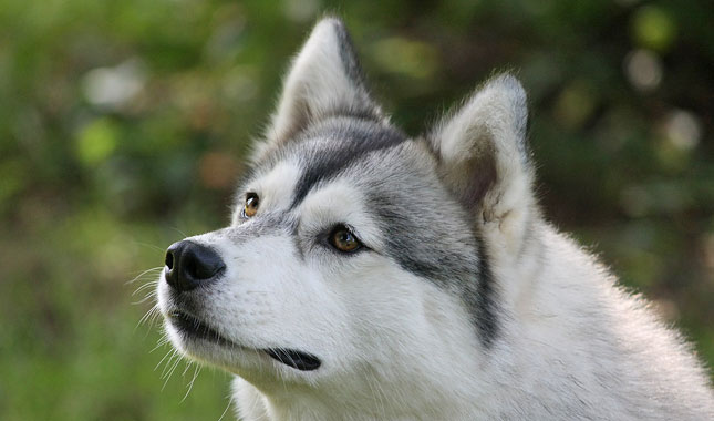 Detail Images Of Husky Dogs Nomer 15