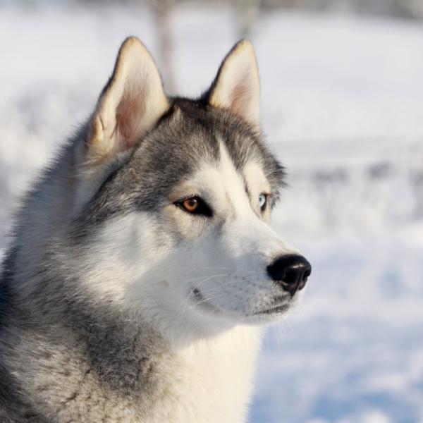 Detail Images Of Husky Dogs Nomer 6