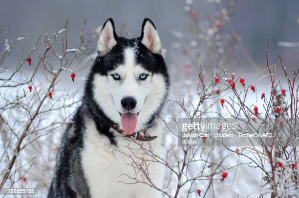 Detail Images Of Husky Dogs Nomer 46