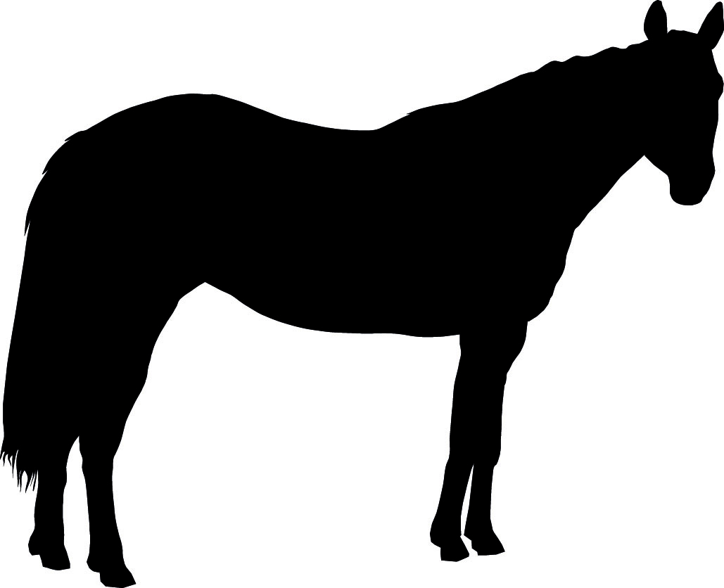Stehendes Pferd - KibrisPDR