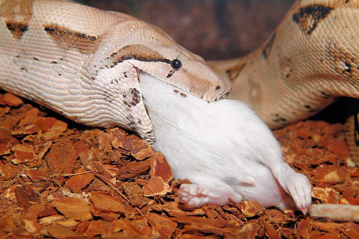 Ular Makan Tikus - KibrisPDR