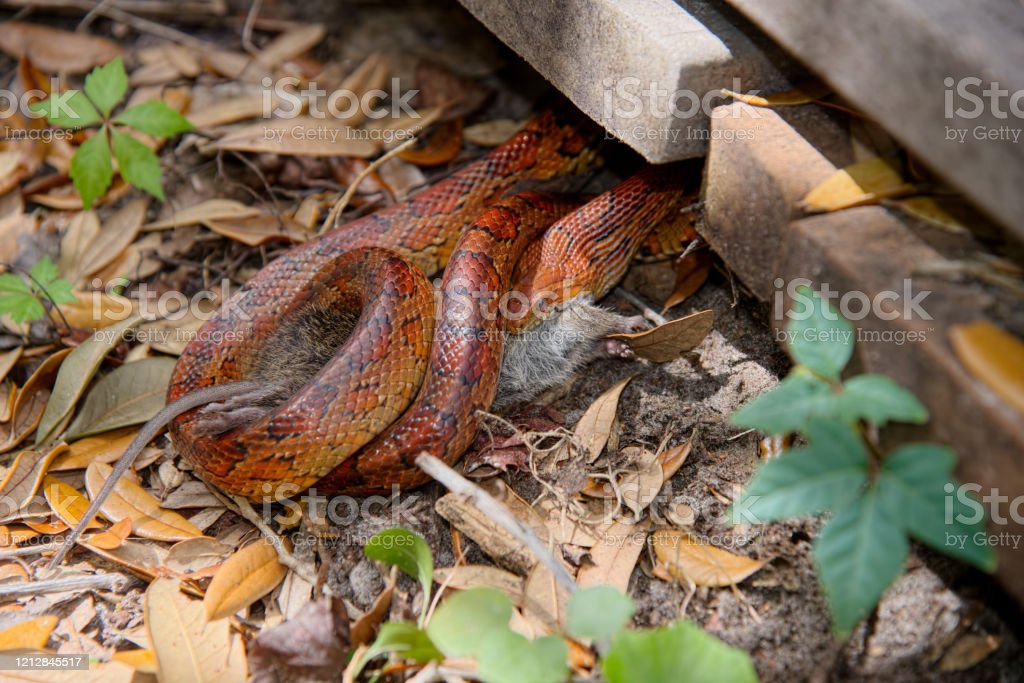 Detail Ular Makan Tikus Nomer 21