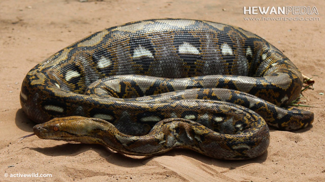 Detail Ular Makan Tikus Nomer 34