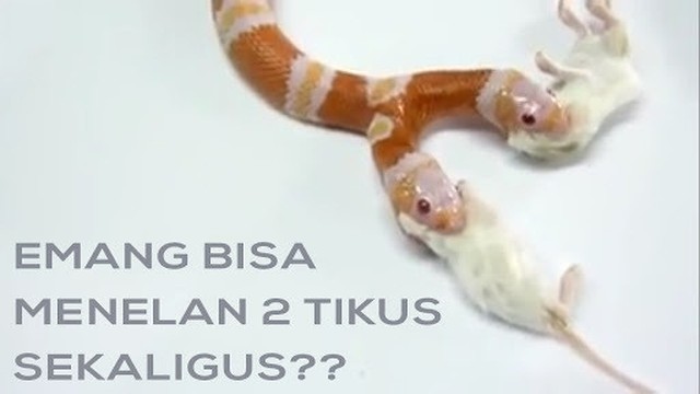 Detail Ular Makan Tikus Nomer 9