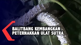 Detail Ulat Sutra Buku Mimpi Nomer 27