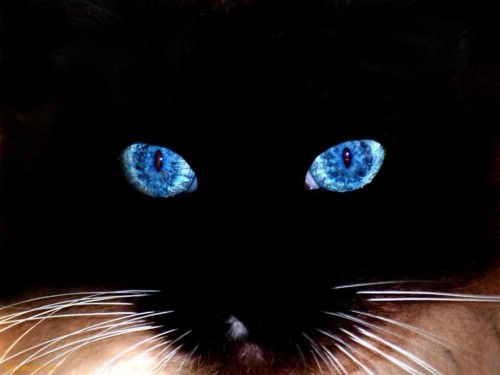 Detail Wallpaper Kucing Hitam Nomer 18