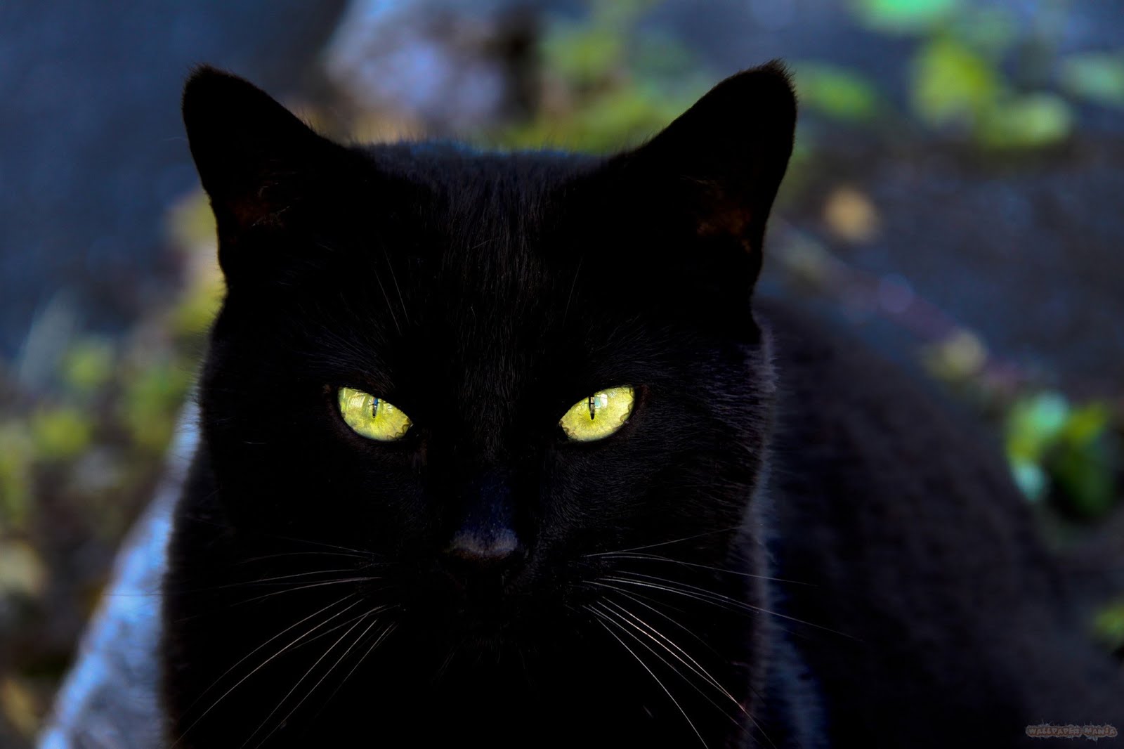 Detail Wallpaper Kucing Hitam Nomer 20