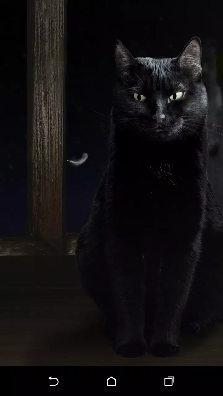 Detail Wallpaper Kucing Hitam Nomer 21