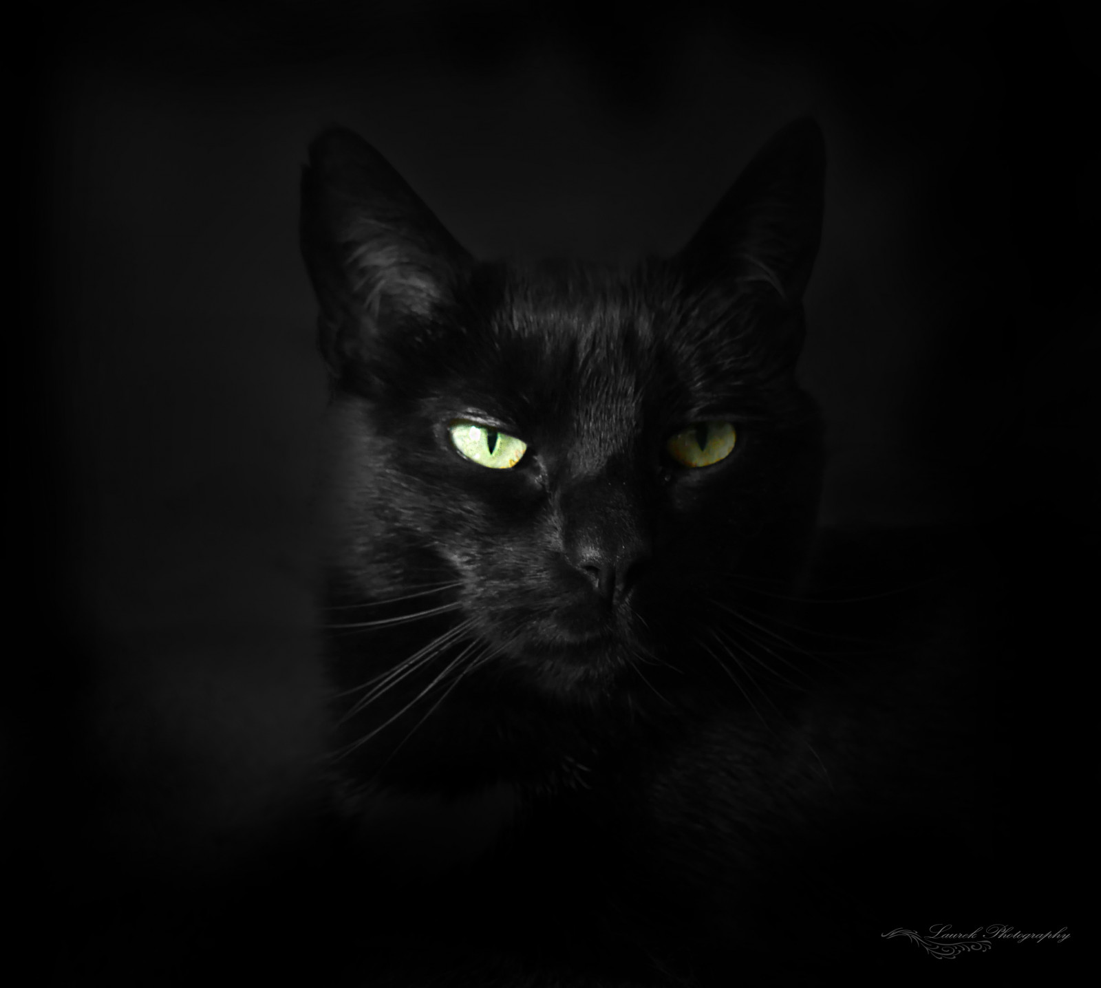 Detail Wallpaper Kucing Hitam Nomer 24