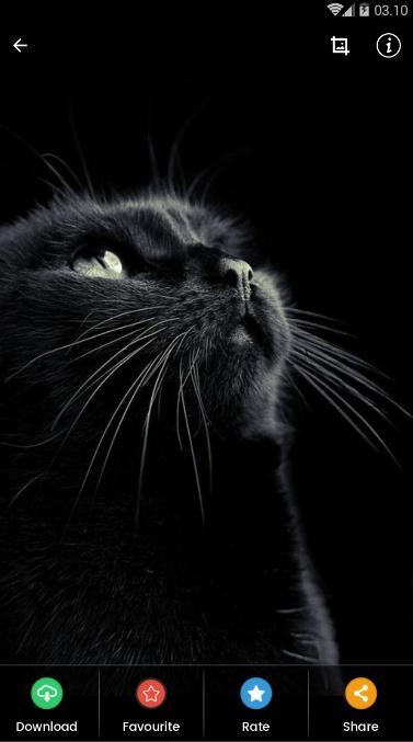 Detail Wallpaper Kucing Hitam Nomer 27