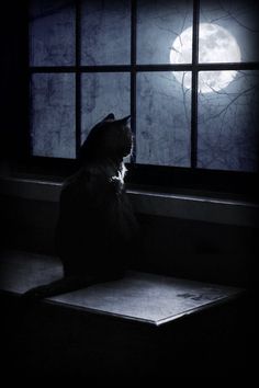 Detail Wallpaper Kucing Hitam Nomer 37