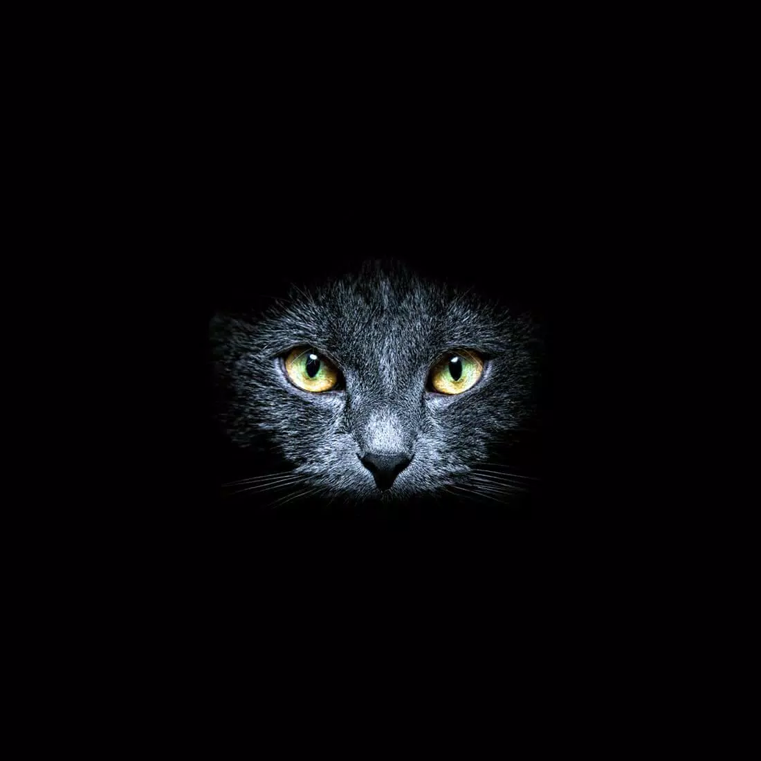 Detail Wallpaper Kucing Hitam Nomer 40