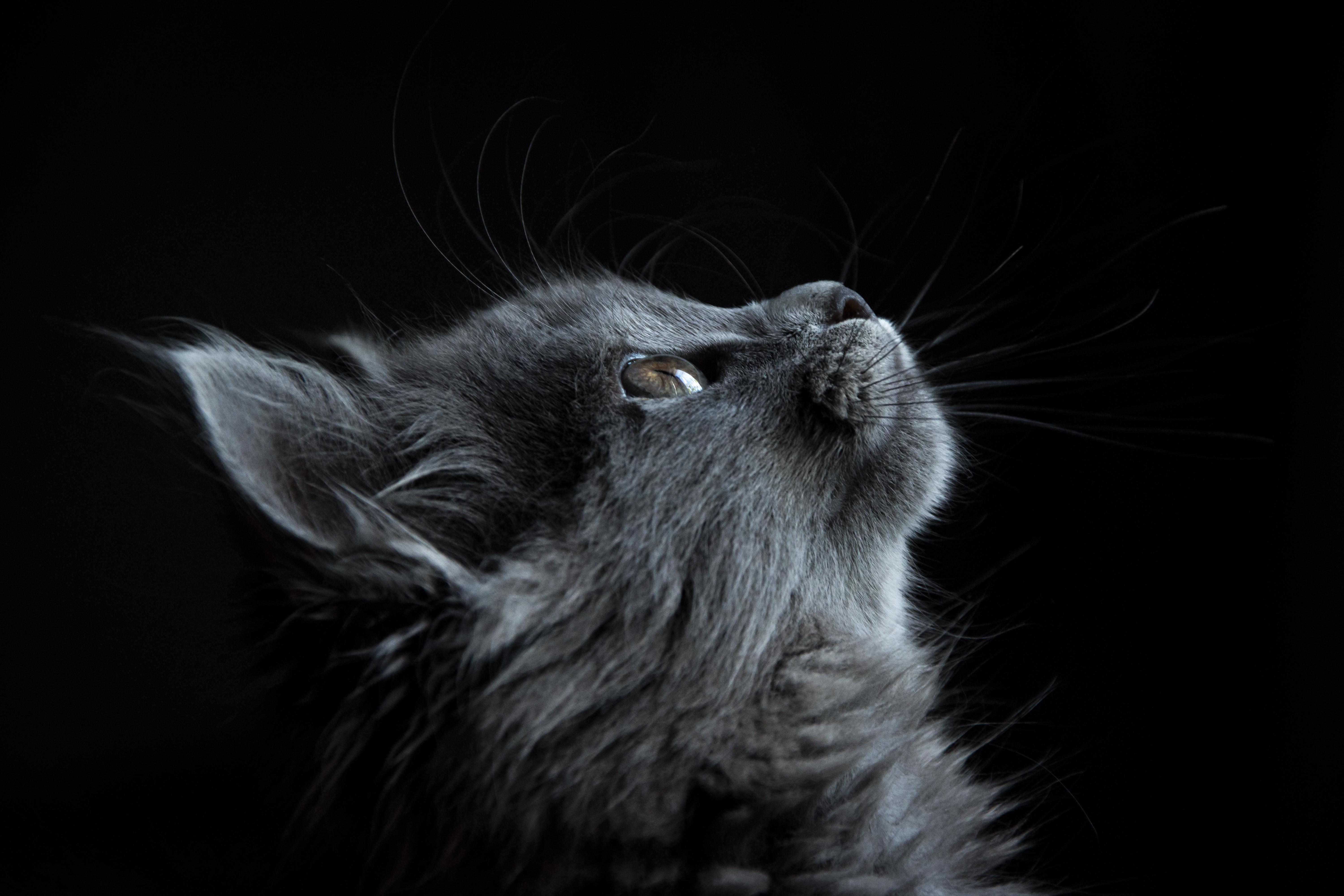 Detail Wallpaper Kucing Hitam Nomer 6