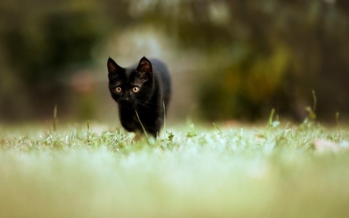 Detail Wallpaper Kucing Hitam Nomer 7