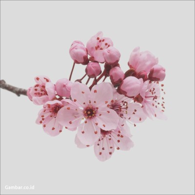 Detail Animasi Bergerak Bunga Sakura Berguguran Nomer 32