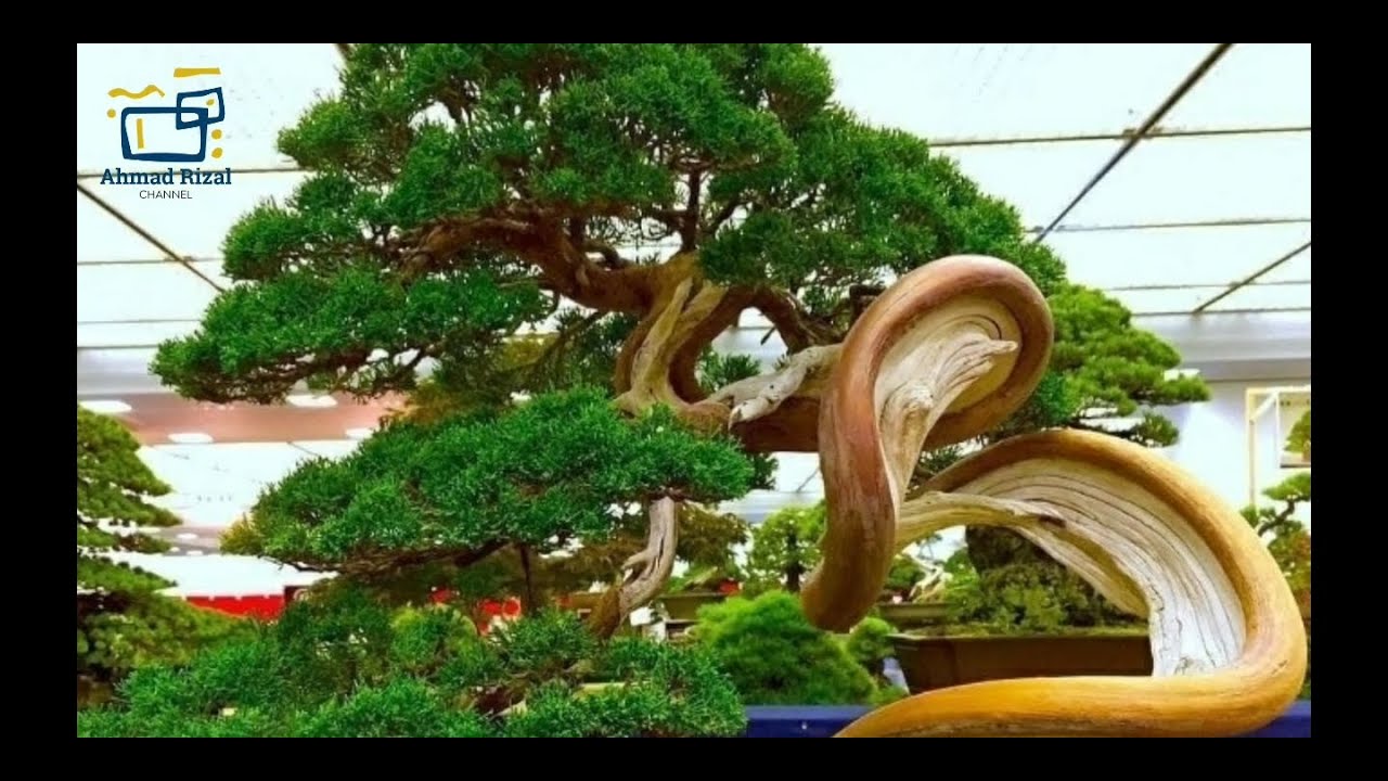 Detail Bonsai Terindah Di Dunia Nomer 9