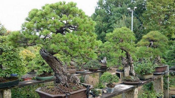 Detail Bonsai Terindah Di Dunia Nomer 13