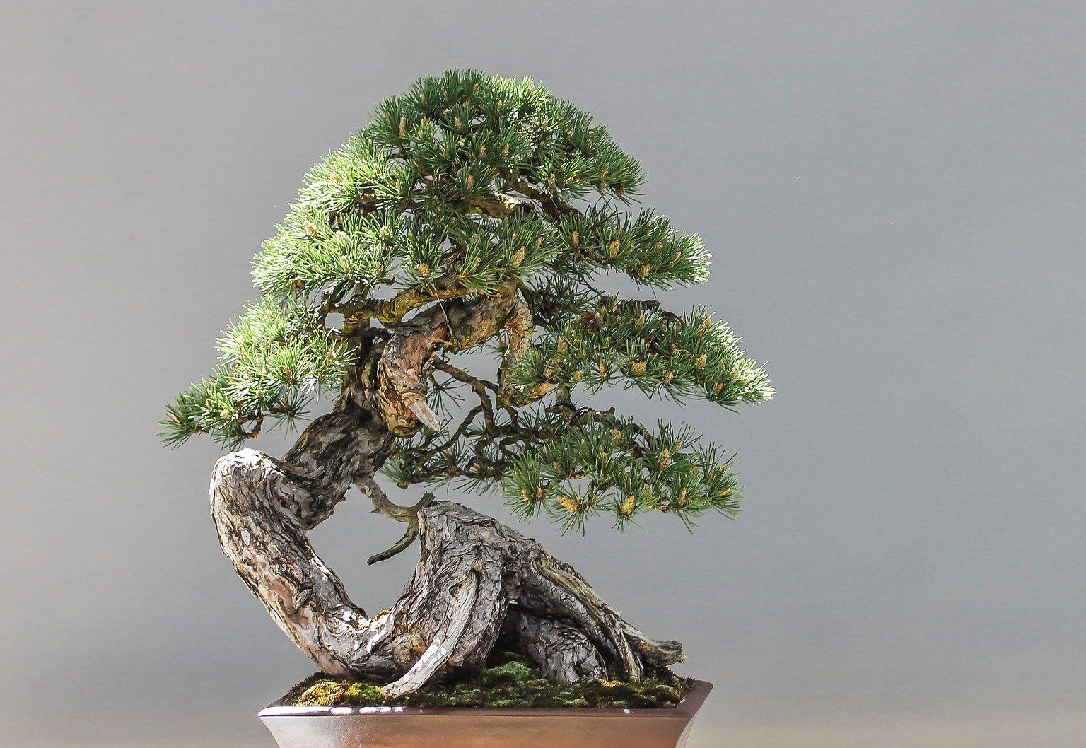 Detail Bonsai Terindah Di Dunia Nomer 3