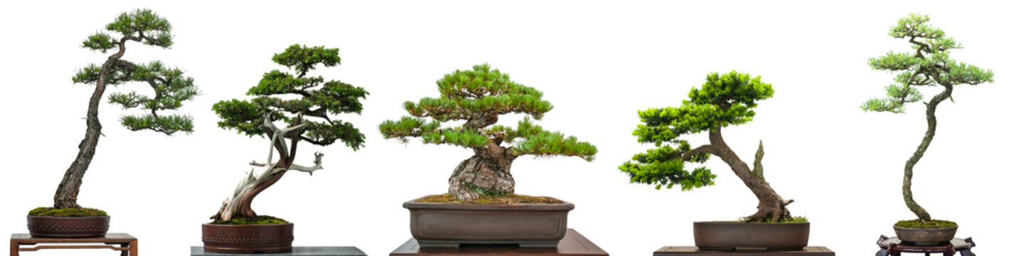 Detail Bonsai Terindah Di Dunia Nomer 30