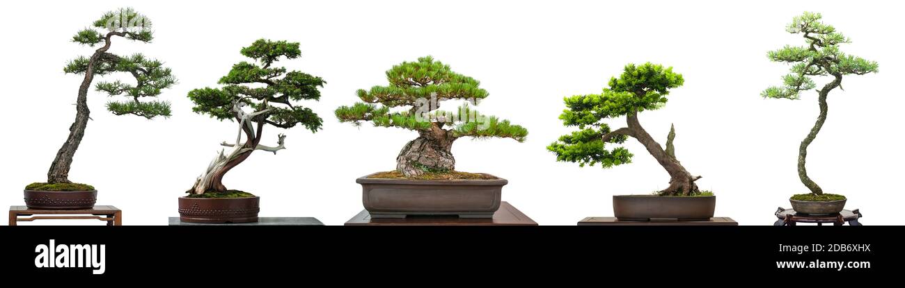 Detail Bonsai Terindah Di Dunia Nomer 41