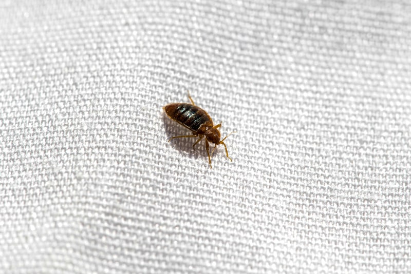 Detail Bug Beds Pictures Nomer 17