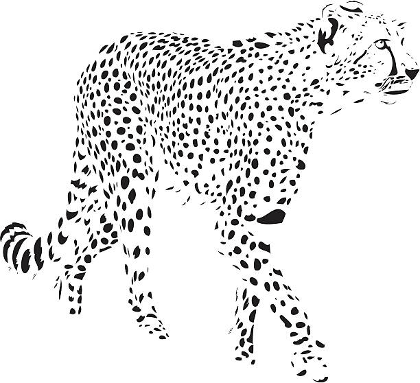 Detail Cheetah Black And White Clipart Nomer 2