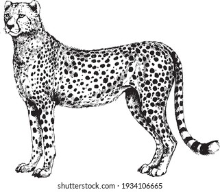 Detail Cheetah Black And White Clipart Nomer 14