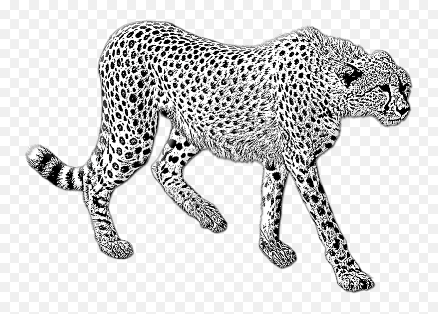 Detail Cheetah Black And White Clipart Nomer 35