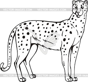 Detail Cheetah Black And White Clipart Nomer 36