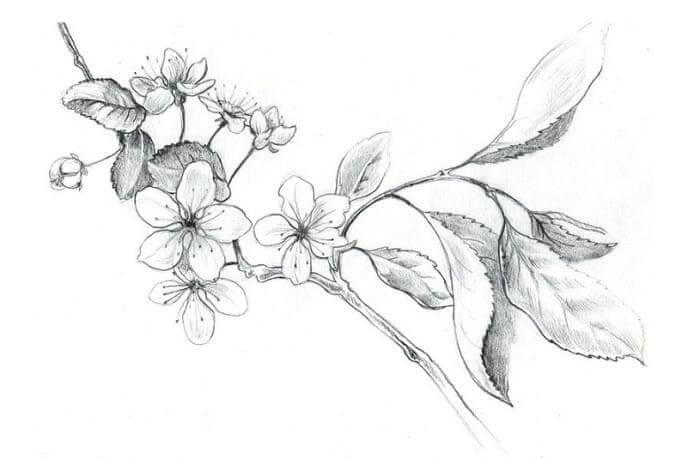 Detail Contoh Gambar Sketsa Flora Nomer 6