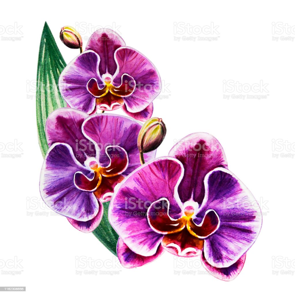 Detail Gambar Bunga Anggrek Ungu Nomer 12