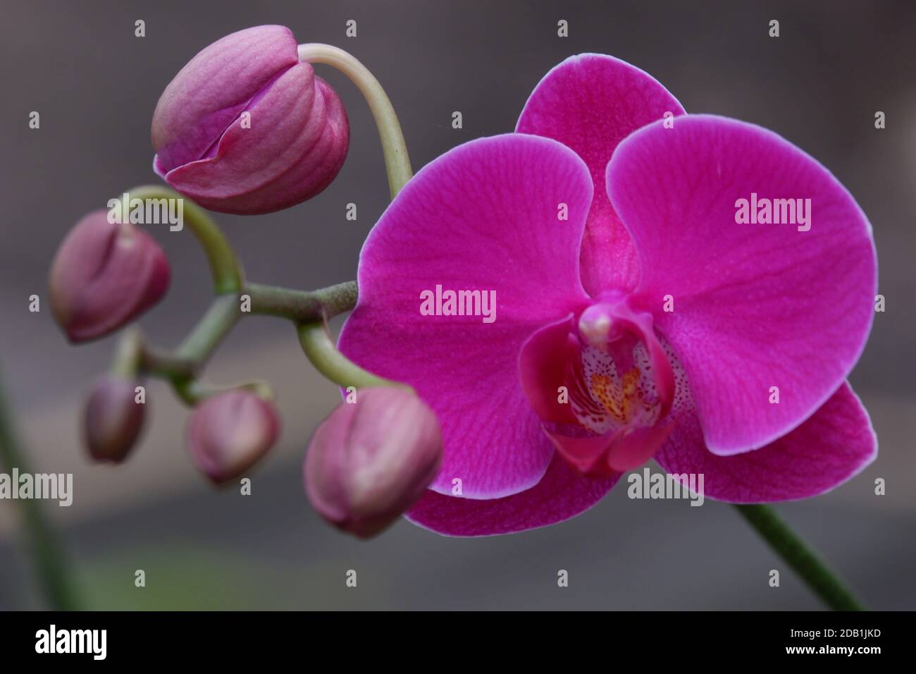 Detail Gambar Bunga Anggrek Ungu Nomer 15