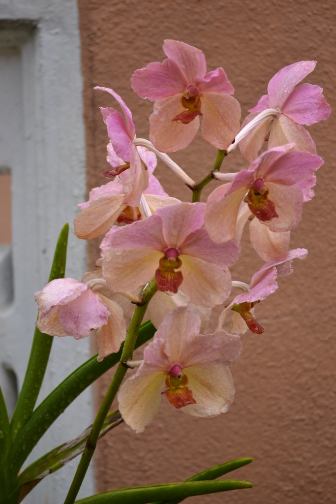 Detail Gambar Bunga Bunga Orkid Nomer 4