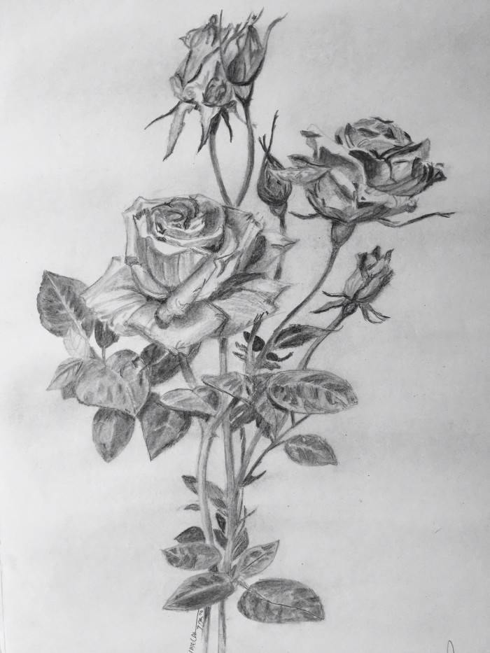 Detail Gambar Bunga Lukisan Pensil Nomer 5