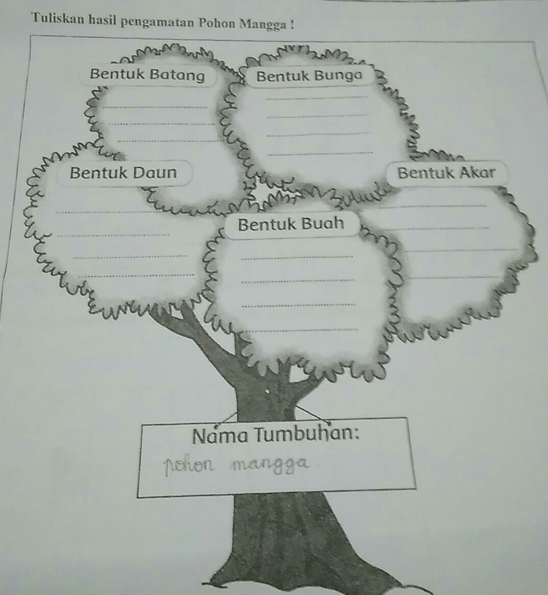 Detail Gambar Pohon Mangga Dan Penjelasannya Nomer 31
