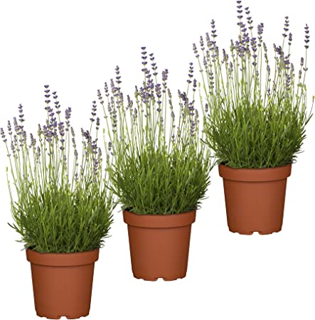 Lavendel Zimmerpflanze 24+ Koleksi Gambar