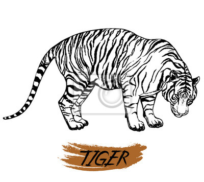 Detail Tiger Gezeichnet Nomer 4