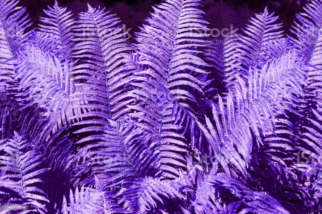 Detail Background Warna Ungu Abstrak Nomer 26