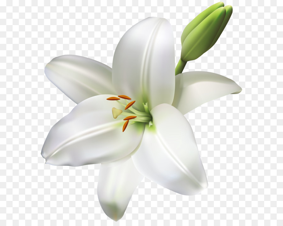 Bunga Lily Png - KibrisPDR