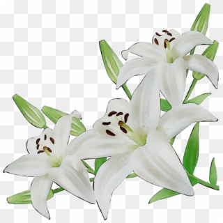 Detail Bunga Lily Png Nomer 3