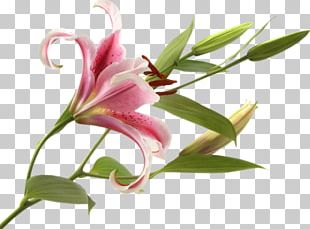 Detail Bunga Lily Png Nomer 23