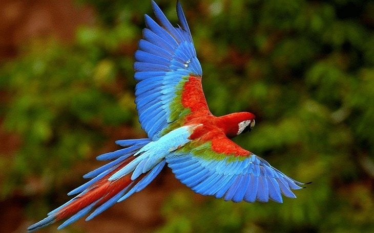 Burung Scarlet Macaw - KibrisPDR