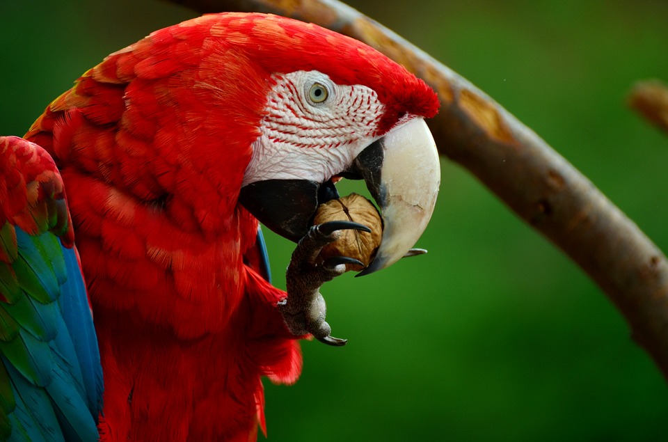 Detail Burung Scarlet Macaw Nomer 12
