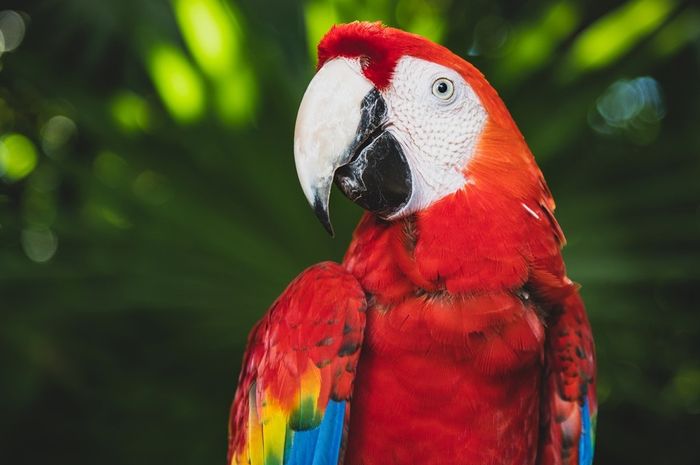Detail Burung Scarlet Macaw Nomer 17