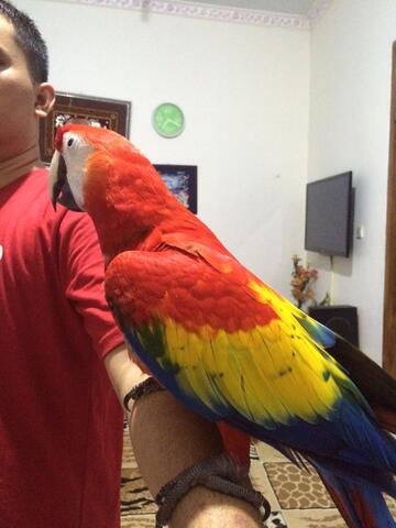 Detail Burung Scarlet Macaw Nomer 23