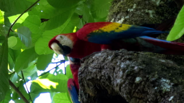 Detail Burung Scarlet Macaw Nomer 27