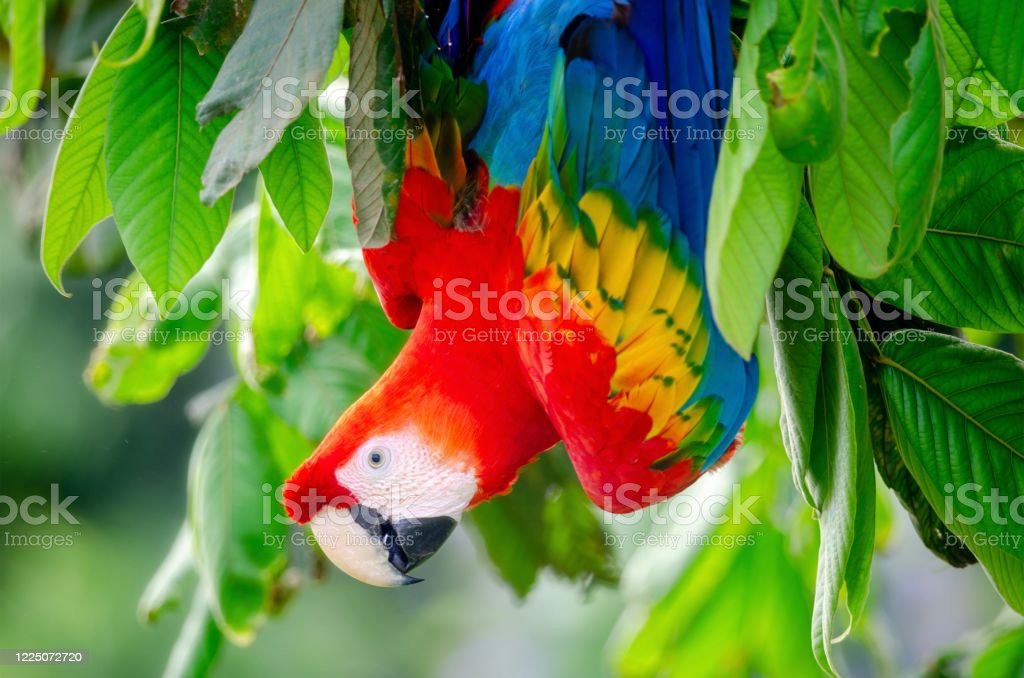 Detail Burung Scarlet Macaw Nomer 28